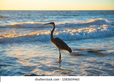 Side view portrait of a beautiful blue heron fishing in the Gulf of Mexico, Florida as the sun sets, lighting the the front of the bird - Powered by Shutterstock