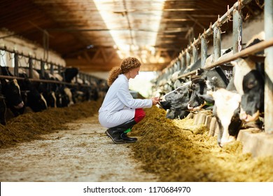 Side view portrait of cute female veterinarian caring for cows sitting down in sunlit barn, copy space
