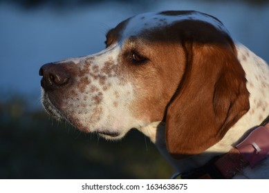 Side View Portrait Of Dropper Hunting Dog, Bred To Hunt Turkeys.  English Pointer, English Setter And Plot Hound Mix, A Beautiful, Active Dog For The Sport Of Hunting.