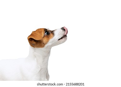 Side View Portrait Of Jack Russell Terrier Dog With Sticking Out Tongue Looking Upwards Isolated On White Studio Background. Concept Of Motion, Beauty, Vet, Breed, Pets, Animal Life. Copy Space For Ad