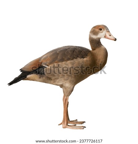 Side view portrait of young Egyptian goose (Alopochen aegyptiaca)  isolated on white background