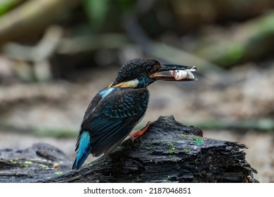 Side View Pose Of The Rare Male Malay Blue-banded Kingfisher Perch Open, Isolated On Rock With Bokeh Background  Under Dark Forest Canopy