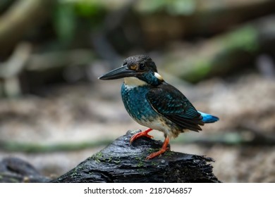 Side View Pose Of The Rare Male Malay Blue-banded Kingfisher Perch Open, Isolated On Rock With Bokeh Background  Under Dark Forest Canopy