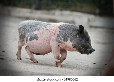 Side view of pot-bellied pig walking