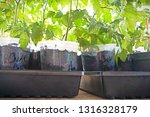 Side view of pots of tomatoes in the spring ready to be planted
