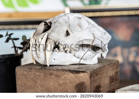 Side view of a predatory cat skull featuring long fangs and sharp teeth, displayed indoors on a rustic wood block.
