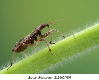 side view of a predatory damsel bug (Hoplistoscelis heidemanni) climbing on a fuzzy plant stem