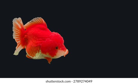 Вид сбоку на золотую рыбу премиум-класса Red Cap Oranda с заметным рельефным веном на темном фоне. Студийная фотография высокого разрешения с четкими деталями на весах и полупрозрачными плавниками.
