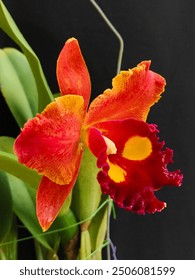 Side view of pretty red splashed petals of Cattleya Phet Paithoon from Thailand nursery. It is a unique variety hybrid orchid, boasting vibrant colors, broad lip, fragrant and elegant large bloom. 