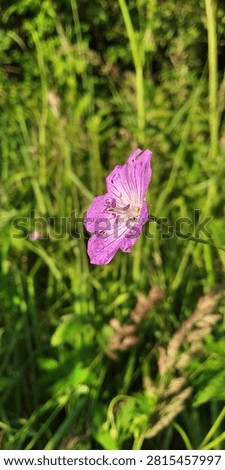 Side view profile of a blooming marsh cranesbill (Geranium palustre) pink flower covered in fresh dew drops in lush green meadow grass.