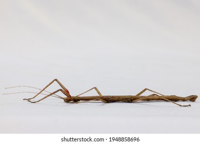 Side View Of The Profile Of A Common Indian Stick Insect Pet With White Space