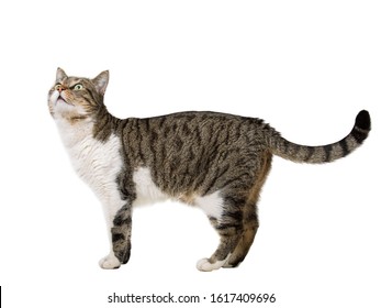 Side View Profile Of Curious Striped Cat Walking And Looking Up Attentive Isolated On White Background With Copy Space.