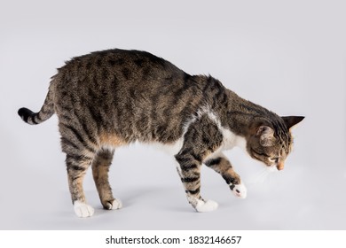 Side View Profile Of Curious Striped Cat Walking And Looking Down Attentive Isolated On White Background With Copy Space.