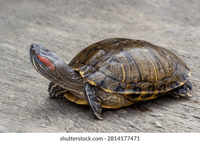 Side view profile of a small red eared slider turtle active on a grey textured wood floor background