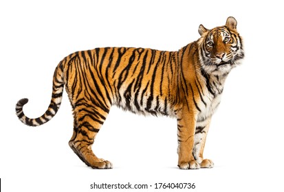 Side view, profile of a tiger standing, isolated on white