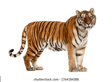 454 Crossbreed tiger Images, Stock Photos & Vectors | Shutterstock