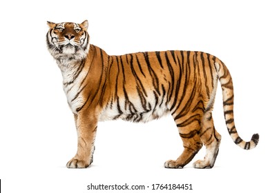 3,466 Tiger side view Images, Stock Photos & Vectors | Shutterstock