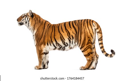 792 Tiger side profile Stock Photos, Images & Photography | Shutterstock