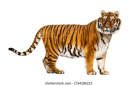 792 Tiger side profile Stock Photos, Images & Photography | Shutterstock