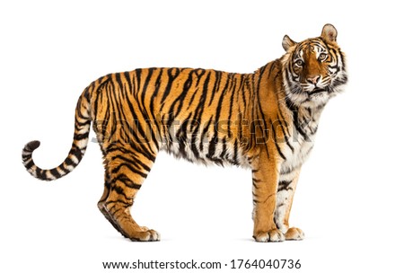 Side view, profile of a tiger standing, isolated on white