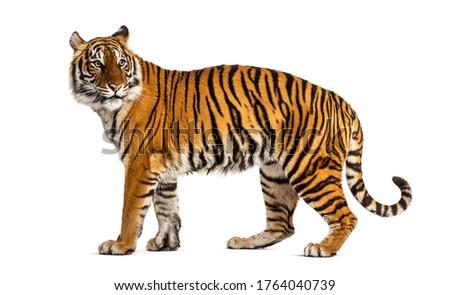 Side view, profile of a tiger standing, isolated on white