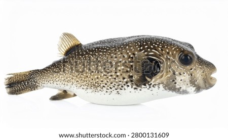 A side view of a puffer fish, also known as a blowfish, isolated on a white background.