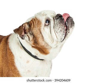 Side View Of Purebred Bulldog Breed Dog Looking Up With Tongue Sticking Out