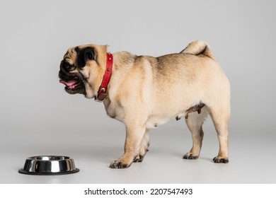 Side View Of Purebred Pug Dog In Red Collar Standing Near Stainless Bowl With Pet Food On Grey