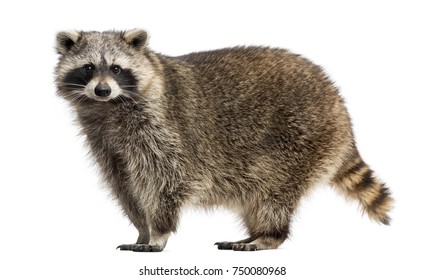 4,821 Black And White Racoon Images, Stock Photos & Vectors | Shutterstock