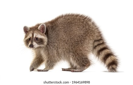 Side view, Raccoon walking away, Isolated on white