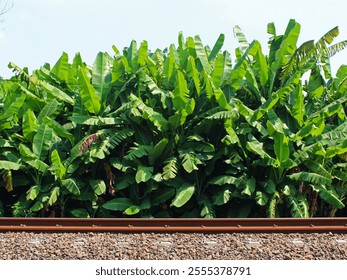 Side view of a railroad track next to a banana plantation on a sunny day. - Powered by Shutterstock