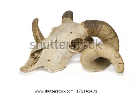 Side view ram skull