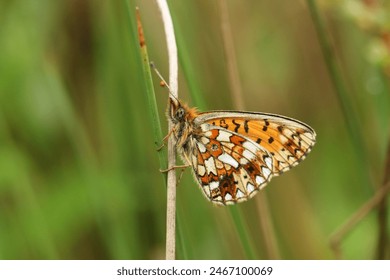 The side view of a rare Small Pearl-bordered Fritillary, Boloria selene, resting on a plant stem in a woodland clearing.