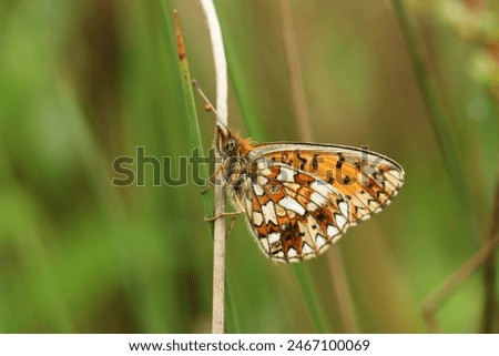 The side view of a rare Small Pearl-bordered Fritillary, Boloria selene, resting on a plant stem in a woodland clearing.