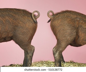 Side view of rear end of two pigs against pink background