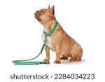 Side view of red fawn French Bulldog dog wearing green collar with rope leash on white background