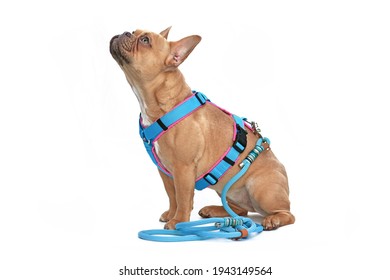 Side view of red fawn French Bulldog dog wearing teal harness with rope leash isolated on white background