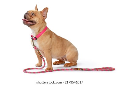 Side View Of Red Fawn French Bulldog Dog Wearing Pink Collar With Rope Leash On White Background