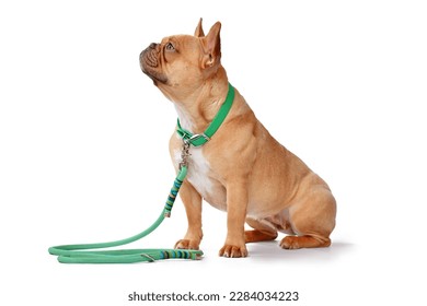 Vista lateral del perro de los Bulldog franceses de color rojo que usa collar verde con correa de cuerda sobre fondo blanco