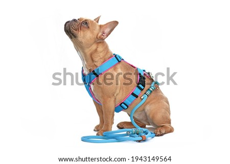 Side view of red fawn French Bulldog dog wearing teal harness with rope leash isolated on white background