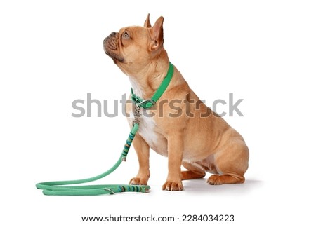 Side view of red fawn French Bulldog dog wearing green collar with rope leash on white background