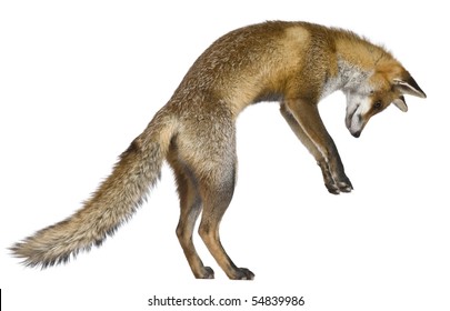 Side view of Red Fox, 1 year old, standing on hind legs in front of white background