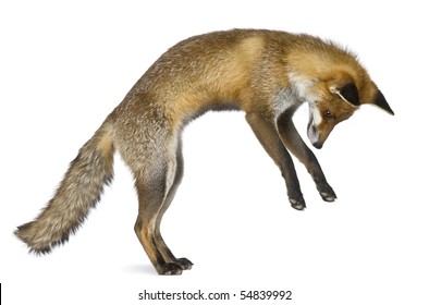 Side view of Red Fox, 1 year old, standing on hind legs in front of white background