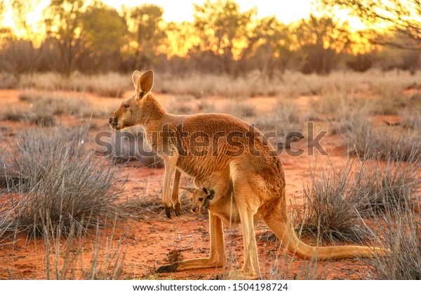 Side view of red kangaroo with a joey in a\
pocket, Macropus rufus, on the red sand of outback central\
Australia. Australian Marsupial in Northern Territory, Red Center.\
Desert landscape at\
sunset.