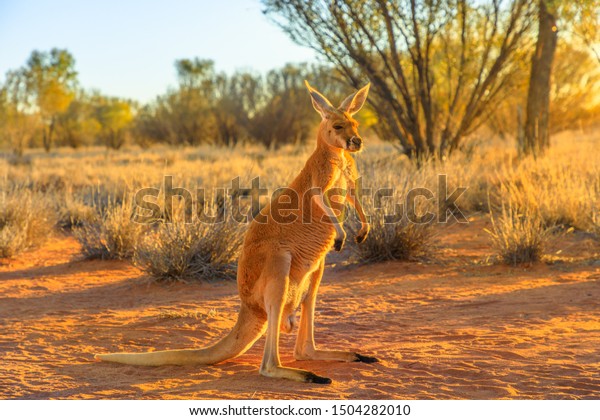 Side view of red kangaroo, Macropus rufus,\
standing on the red sand of outback central Australia. Australian\
Marsupial in Northern Territory, Red Center. Desert landscape at\
golden sunset.