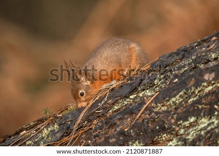 Similar – Eating squirrel in a sunny tree