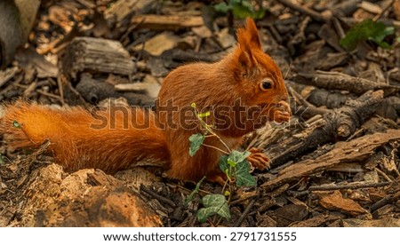 Side view of a red squirrel sitting on the floor eating with its tail flat out on the floor behind. 