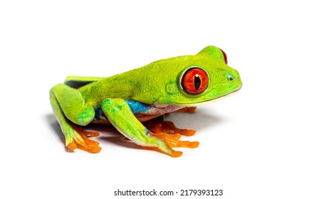 2,685 Frog side view Images, Stock Photos & Vectors | Shutterstock