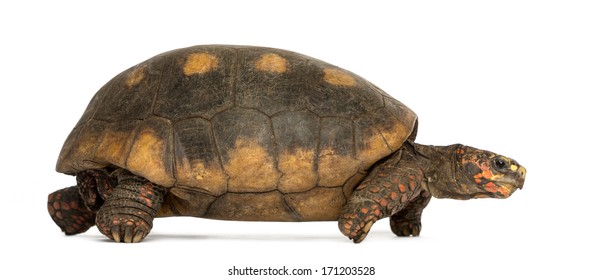 Side view of a Red-footed tortoise walking, Chelonoidis carbonaria, isolated on white