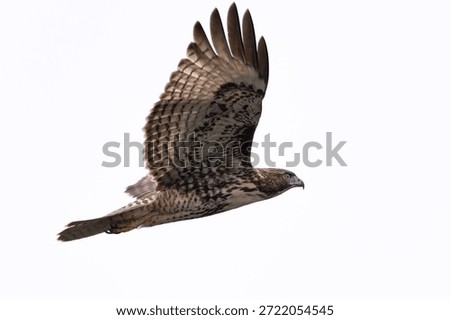 Side view of a red-tailed hawk flying, seen in the wild in  North California